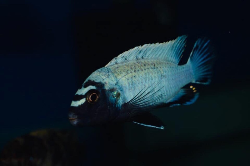 Pseudotropheus sp. 'polit' Lion's Cove